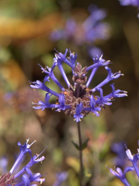 San Francisco Gardener John Guglielmelli
