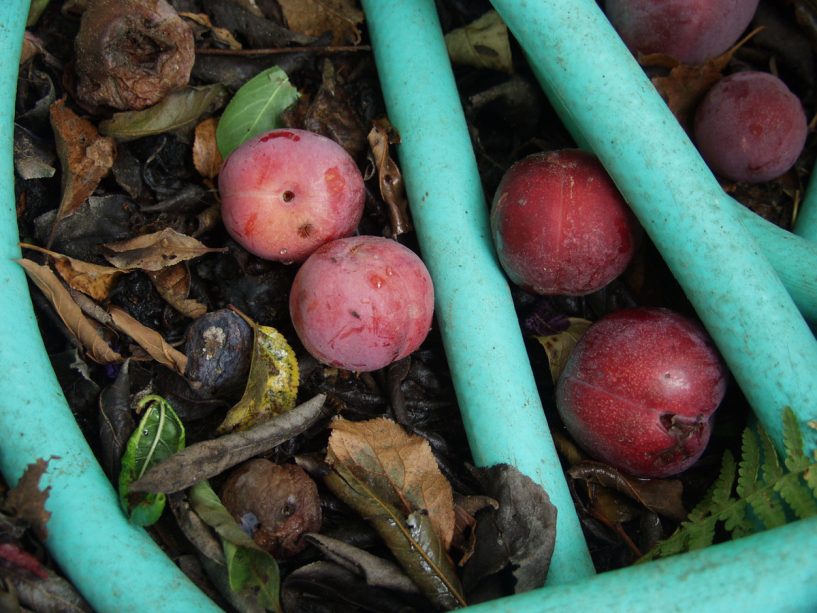 San Francisco Gardener John Guglielmelli