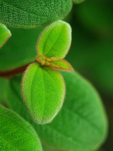 San Francisco Gardener John Guglielmelli