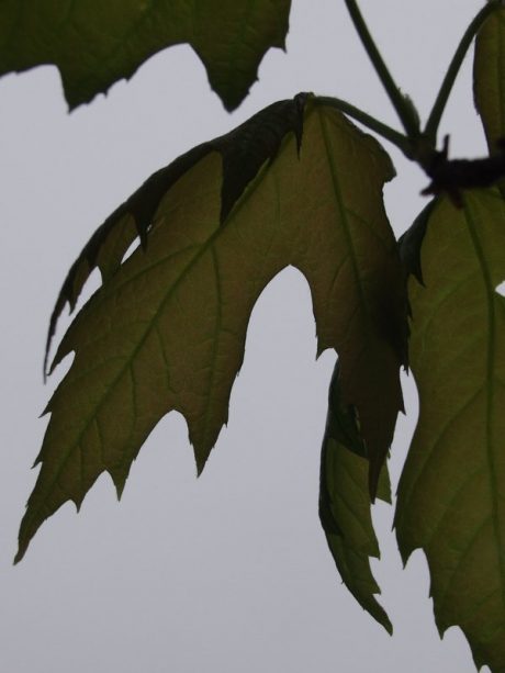 San Francisco Gardener John Guglielmelli