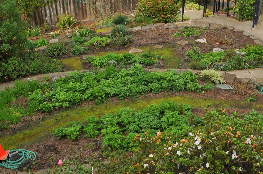 San Francisco Gardener John Guglielmelli