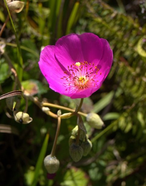 San Francisco Gardener John Guglielmelli