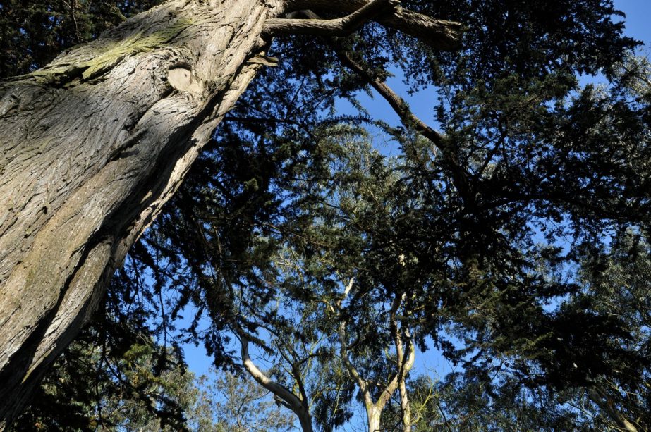 San Francisco Gardeners